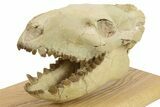 Fossil Oreodont (Merycoidodon) Skull - South Dakota #284373-3